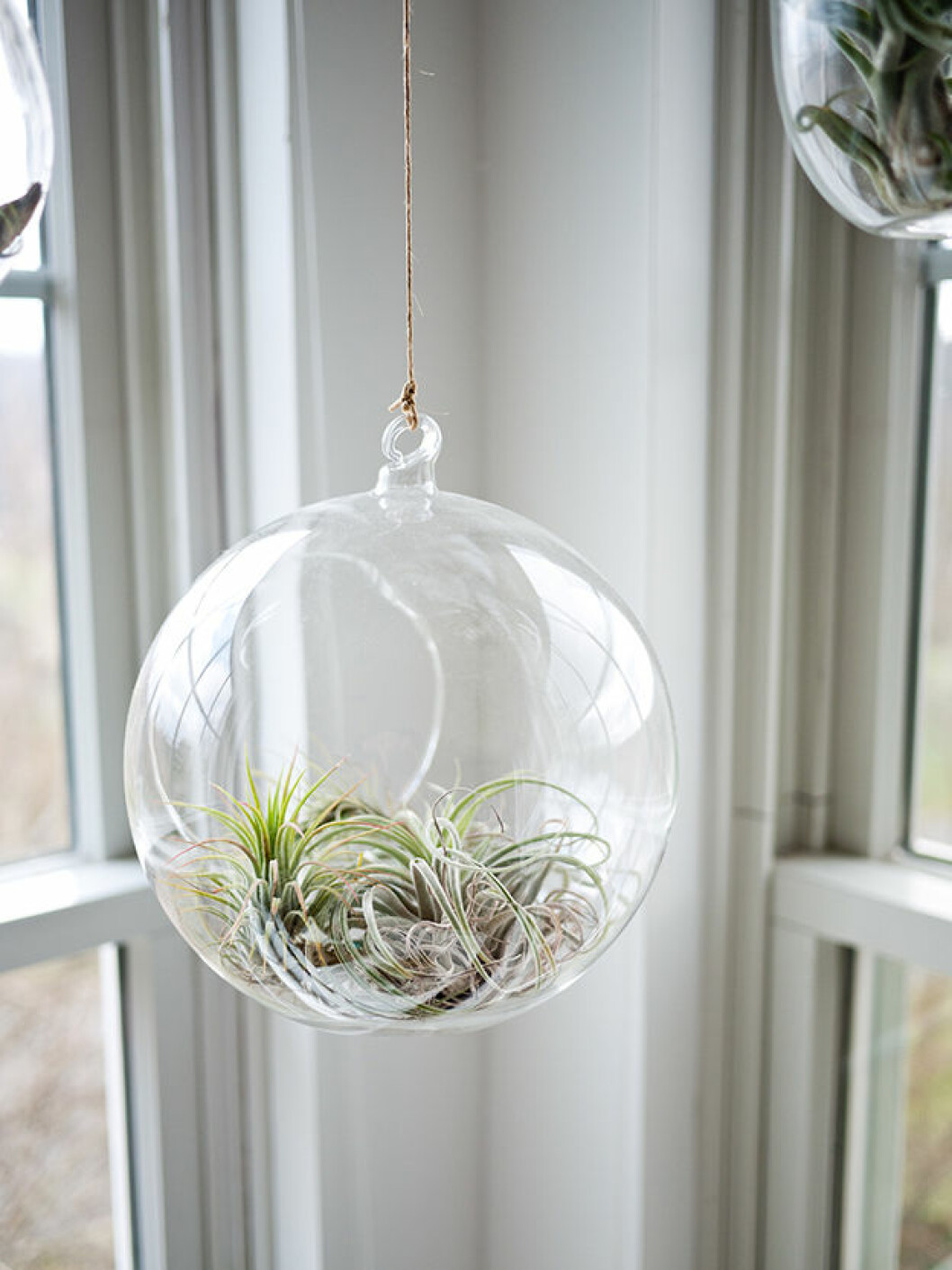 Foto: Unsplash Airplant i en globformat vas som hänger från taket