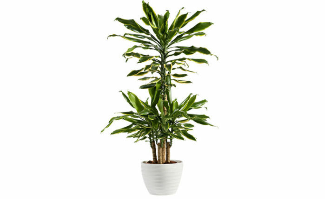 Dracena