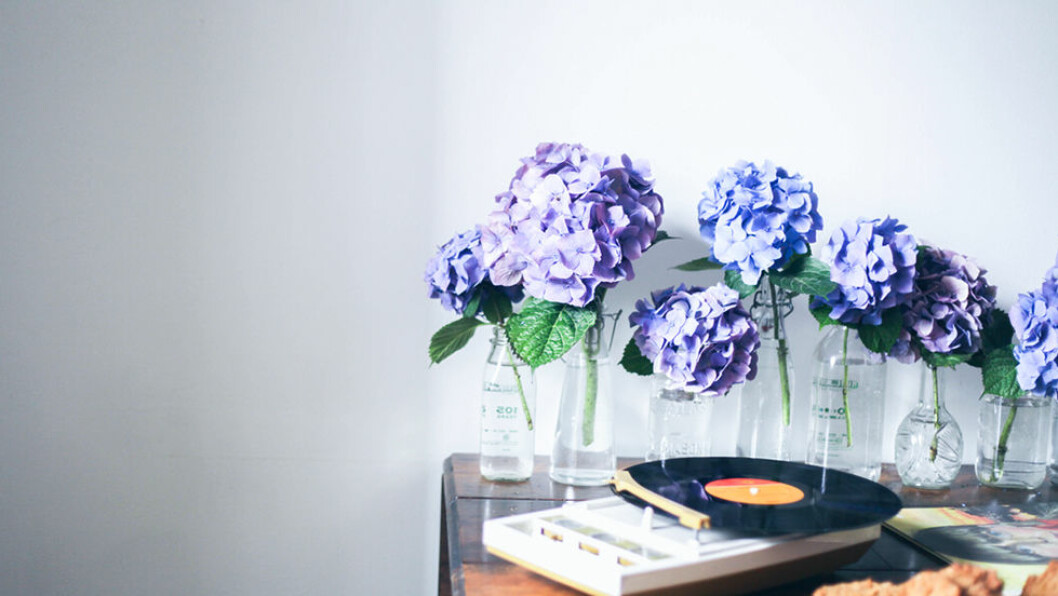 Foto: Treasures and travels Hortensia i vas