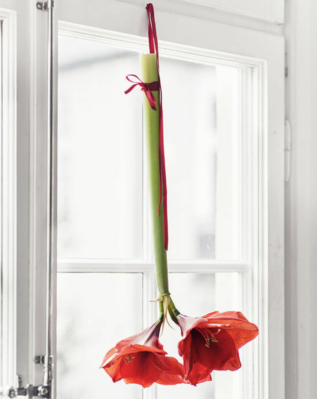 skötselråd amaryllis