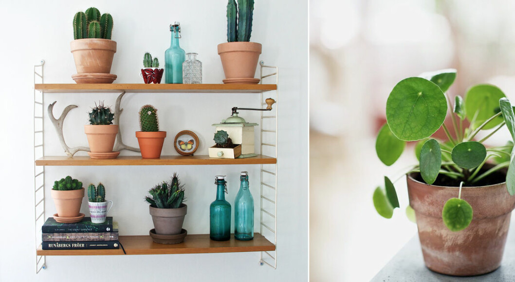 Foto: <a href="https://www.blomsterlandet.se/" target="_blank">Blomsterlandet</a> / <a href="http://gucki.it/2016/06/09/le-12-piante-appartamento-must-have-secondo-pinterest/" target="_blank">Gucki</a> 01. kaktus-elefantora