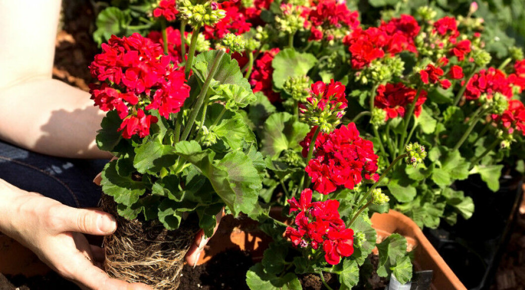 Foto: Shutterstock Pelargon