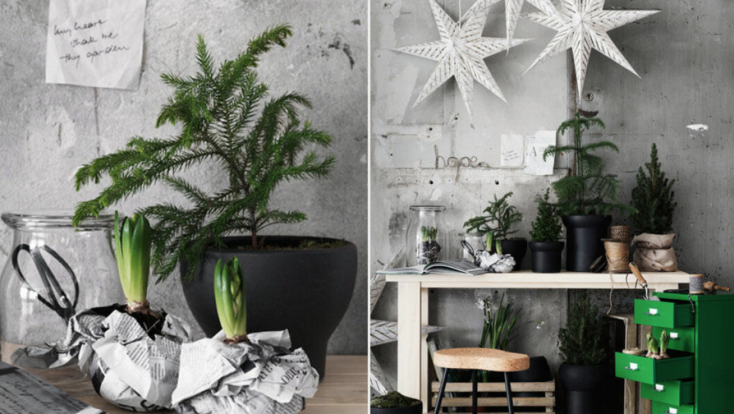 Foto: Livet hemma/Ikea Så tar du bäst hand om din rumsgran