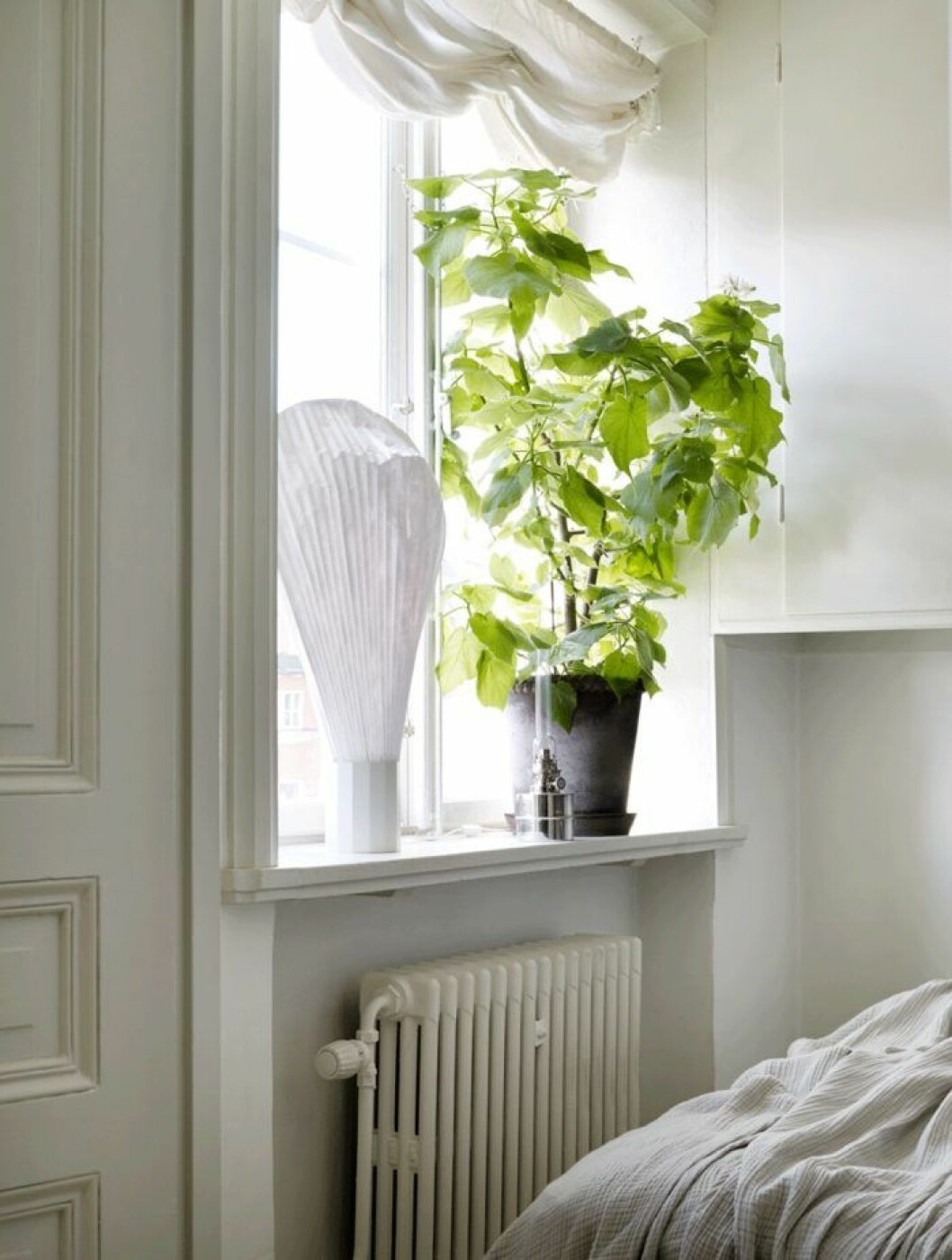 Foto: <a href="http://www.fotografpatricjohansson.com/" target="_blank" rel="noopener">Patric Johansson</a> Styling: <a href="https://www.myricastylist.com/" target="_blank" rel="noopener">Myrica Bergqvist</a> Syns i: ”<a href="https://www.elle.se/decoration/rofylld-och-naturnara-oas-pa-47-kvadrat-i-stockholm/" target="_blank" rel="noopener">Rofylld och naturnära oas på 47 kvadratmeter</a>” Rumslind trivs bäst att stå ljust, men inte i direkt solljus.