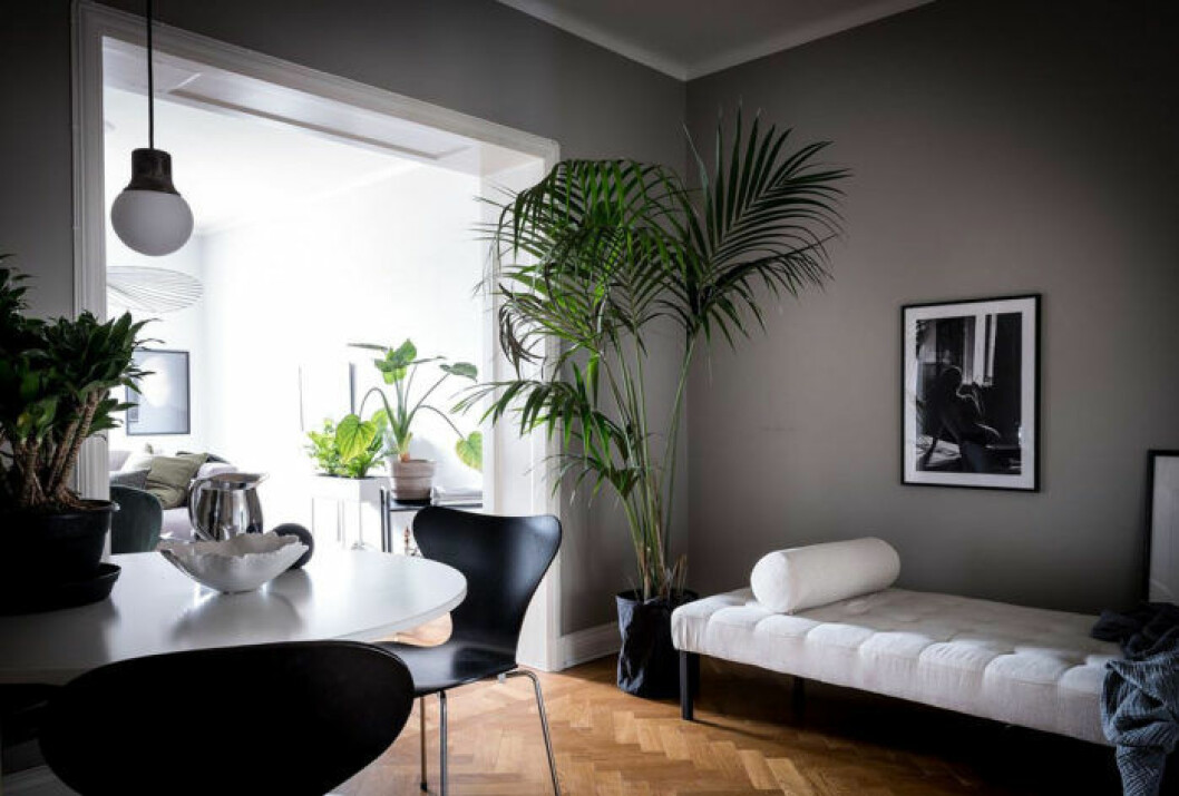 Foto: Alen Cordic Styling: Emma Fischer för <a href="https://www.instagram.com/bjurfors_goteborg/" target="_blank" rel="noopener">Bjurfors</a>/mäklare: Sarah Gustafsson Stor guldpalm i vardagsrum med dagbädd.