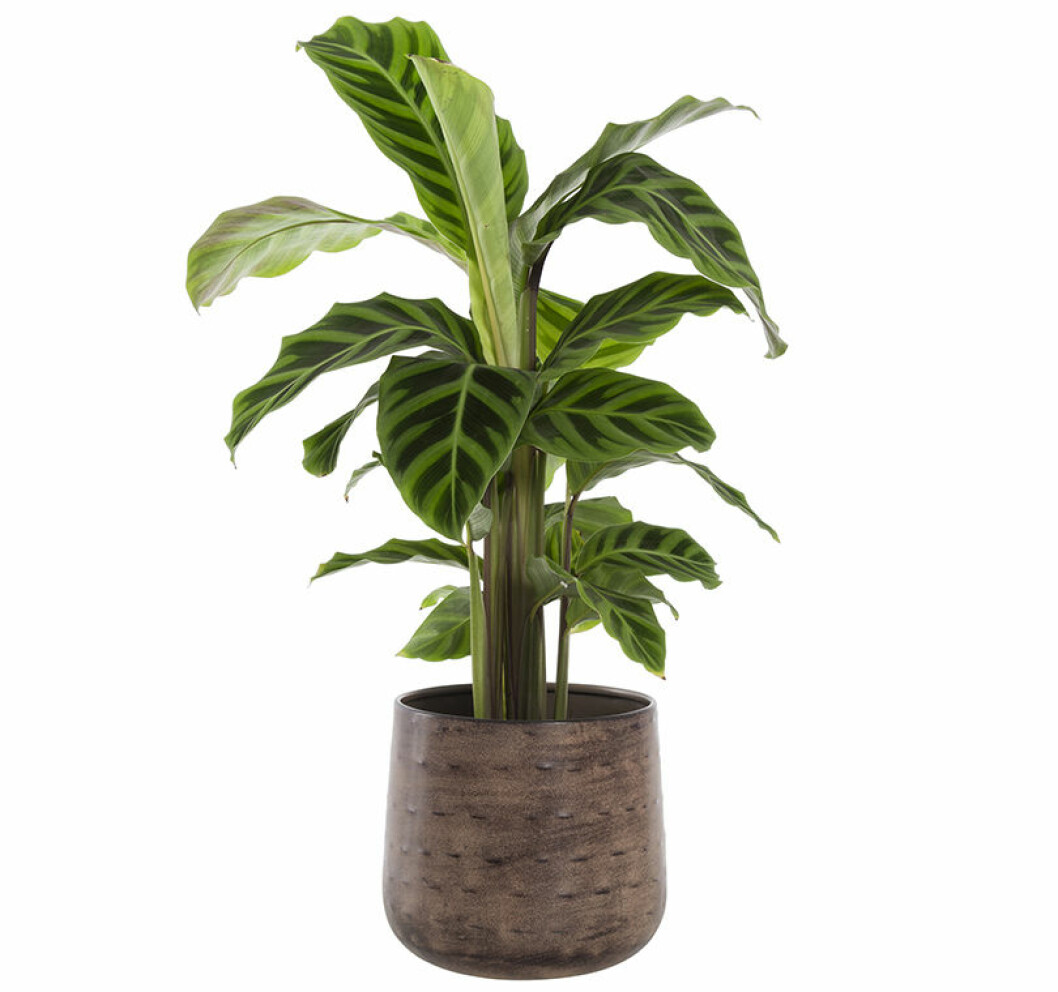 kalatea