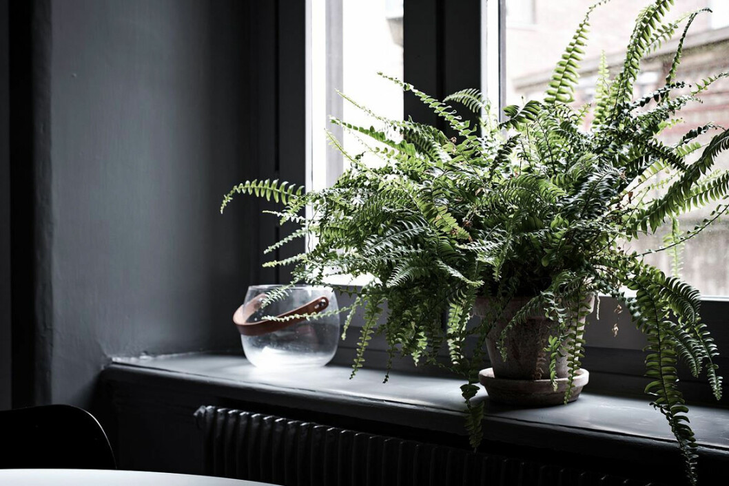 Foto: Maria Sahlander för <a href="http://www.bjurfors.se/" target="_blank" rel="noopener">Bjurfors</a> Växer i fönstret