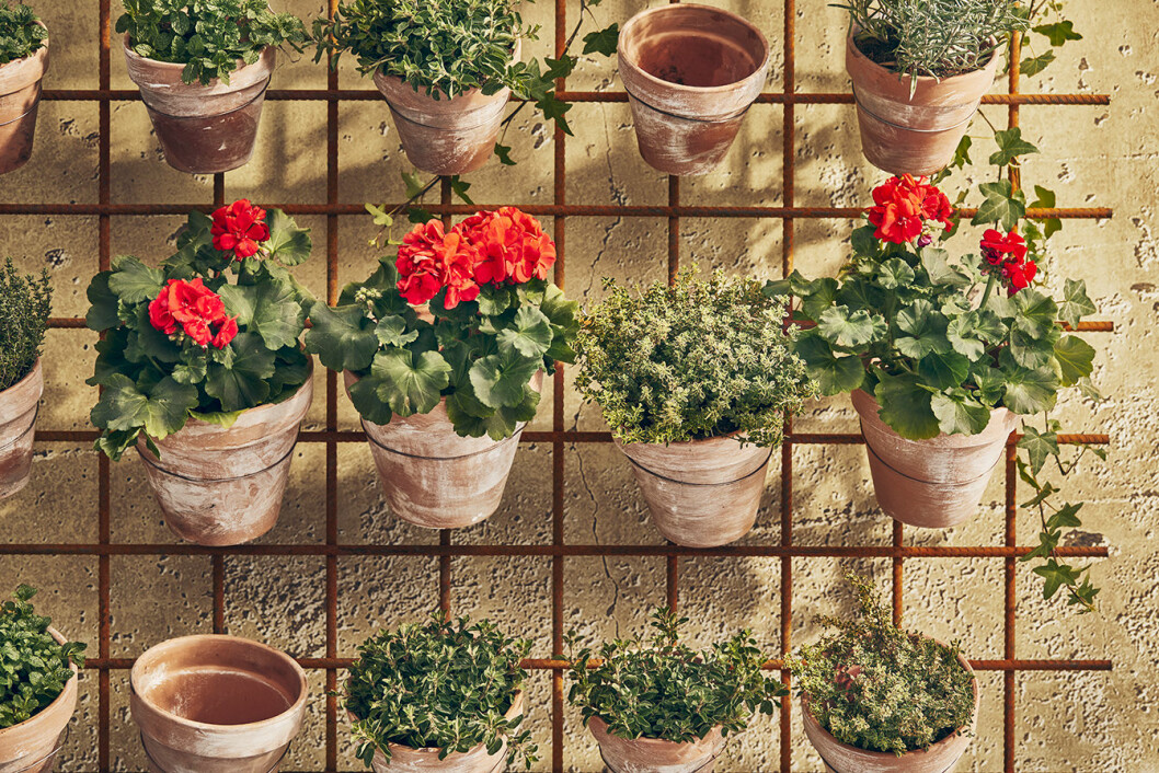 patinerade krukor med pelargoner i