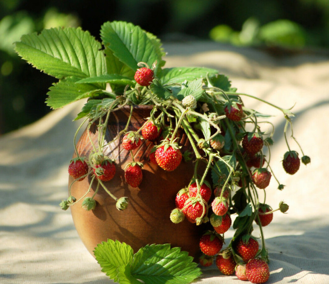 Foto: Shutterstock smultron