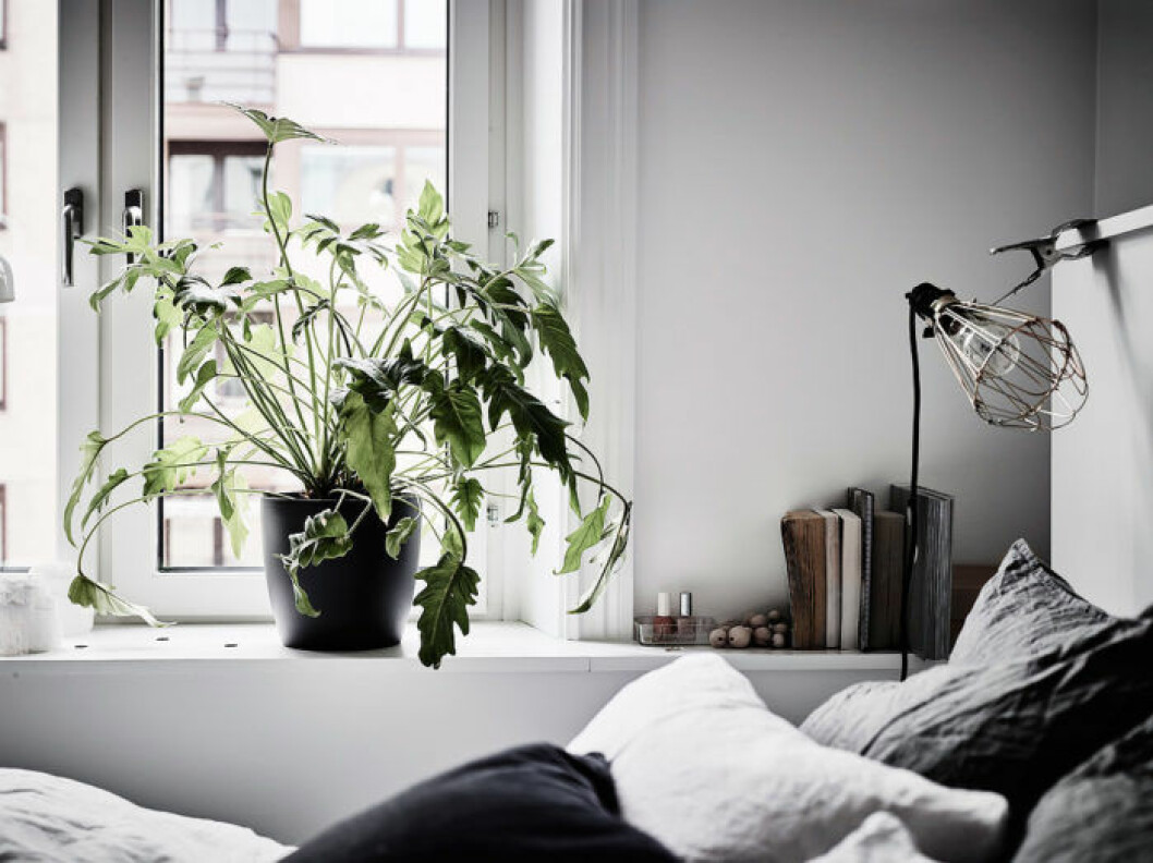 Foto: <a href="https://www.instagram.com/fotografanders/" target="_blank" rel="noopener">Anders Bergstedt</a> för <a href="https://www.instagram.com/entrancemakleri/" target="_blank" rel="noopener">Entrance mäkleri</a>/mäklare: Erika Bergholm Philodendron