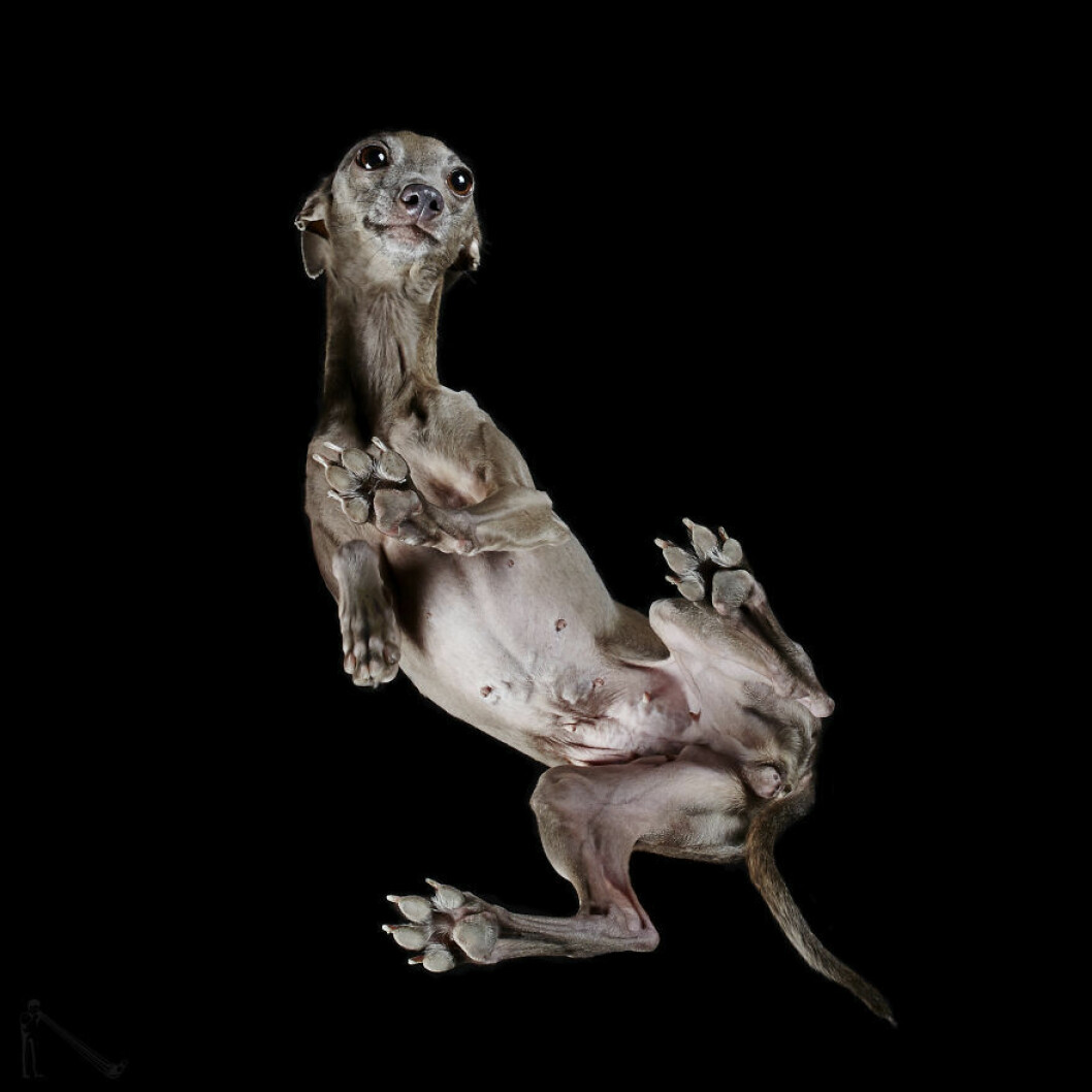 Bild på hund underifrån.