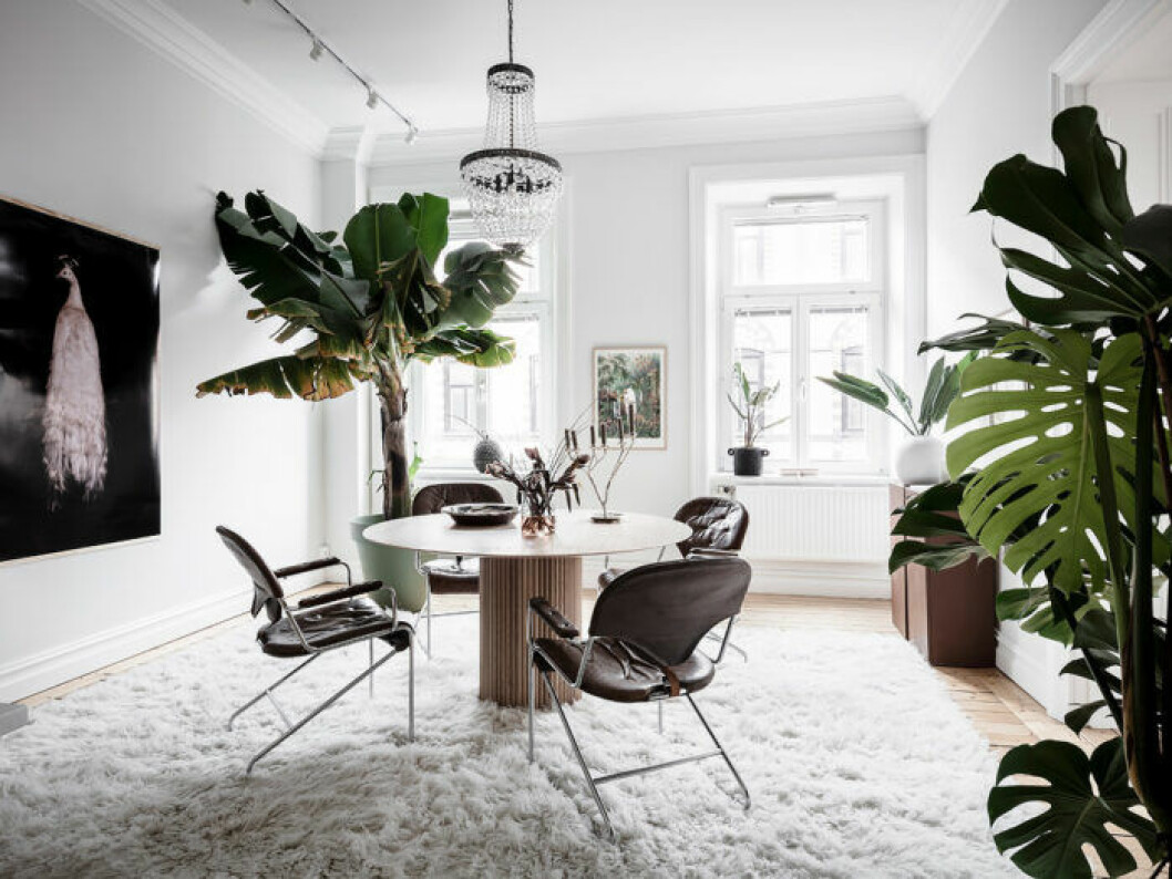 Foto: Anders Bergstedt Styling: Nouvel interiör för Entrance mäkleri/mäklare: Jessica Fridstedt Växttips och inspiration. Bananträd och stor monstera.