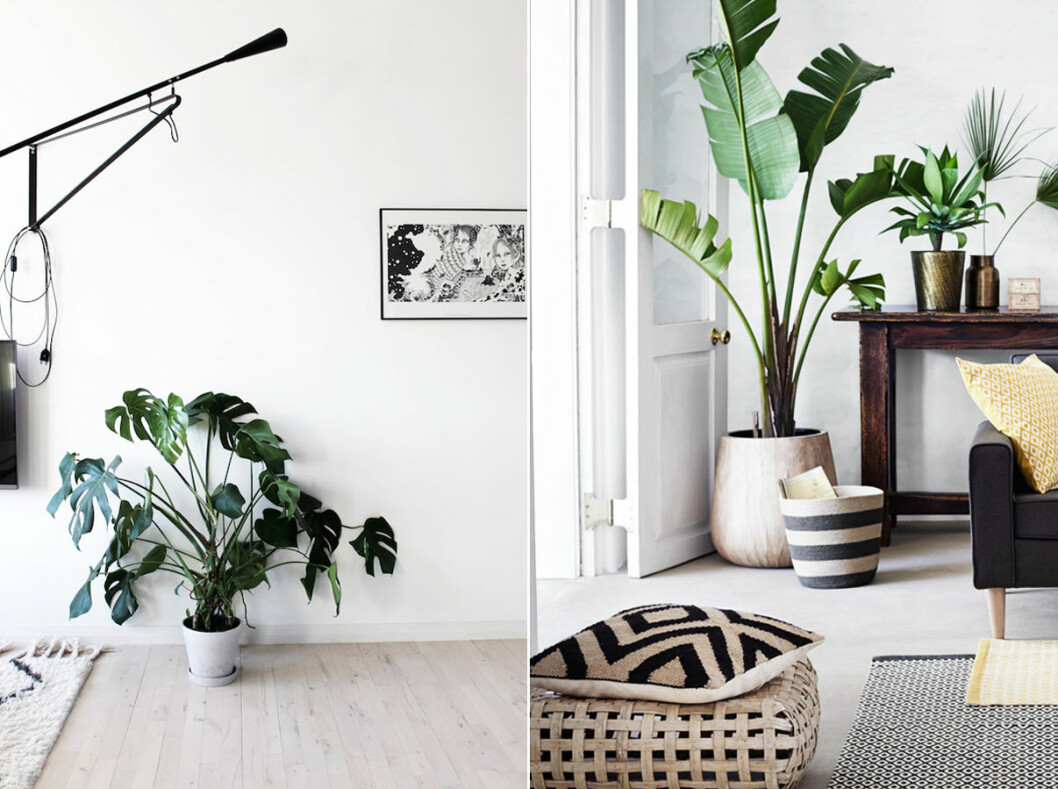 Foto: Johanne Dueholm via <a href="http://www.myscandinavianhome.com/2015/09/a-beautifully-captured-danish-home.html?utm_campaign=Feed:+MyScandinavianHome+(my+scandinavian+home)&utm_medium=email&utm_source=feedburner" target="_blank">My Scandinavian Home</a> / <a href="http://www.hm.com/se/department/HOME" target="_blank">H&M Home</a> 03. monstera-palm