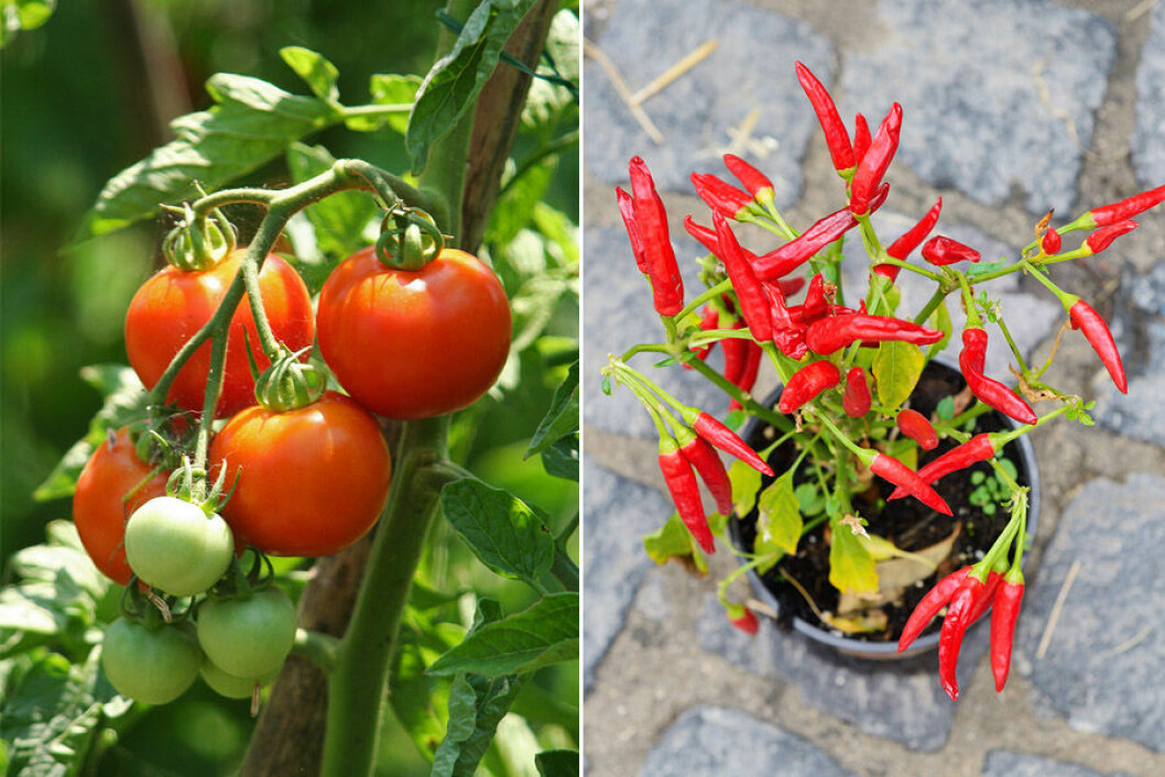 Busktomat och chili