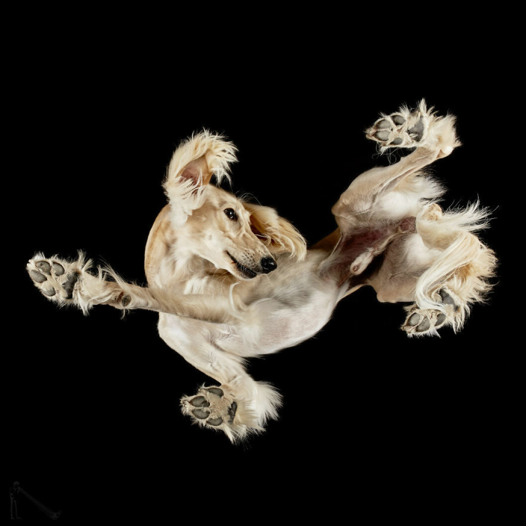 Beige hund som kliar sig.