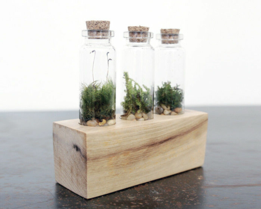 Via: <a href="http://mossandtwig.com/collections/featured-products/products/triple-vial-terrarium-kit-1" target="_blank" rel="noopener">Moss + Twig</a> SONY DSC