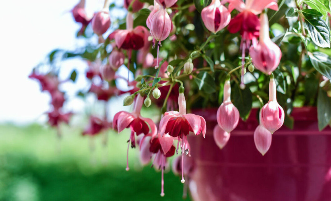 Fuchsia