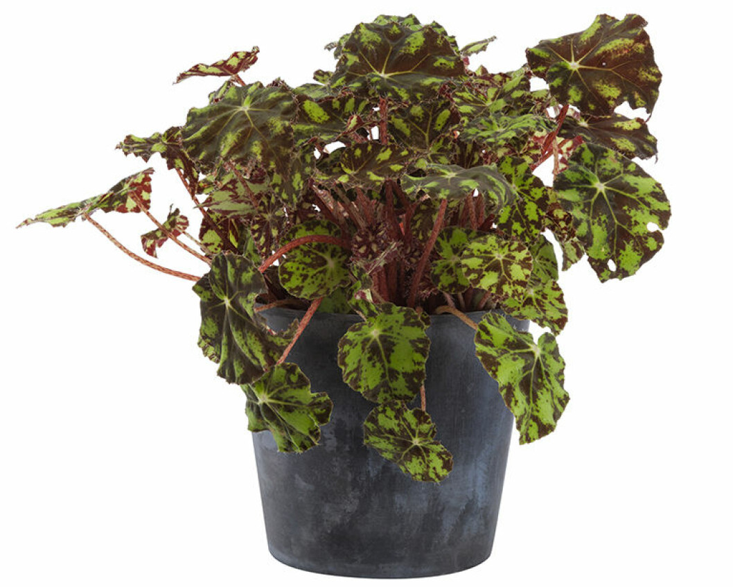 rexbegonia