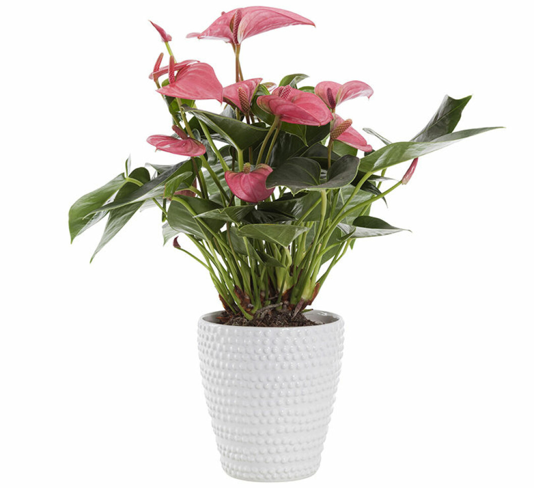 rosenkalla