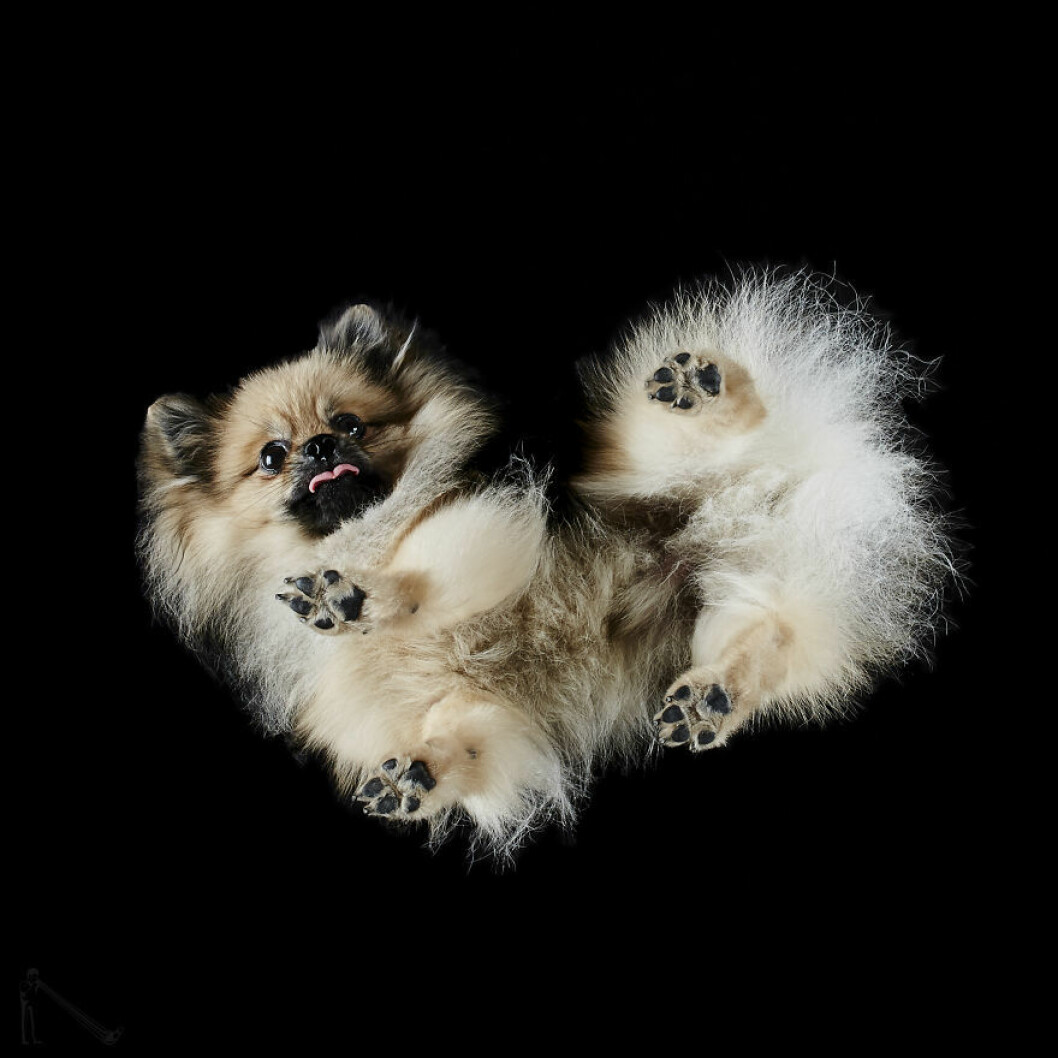 Urgullig liten hundvalp underifrån.