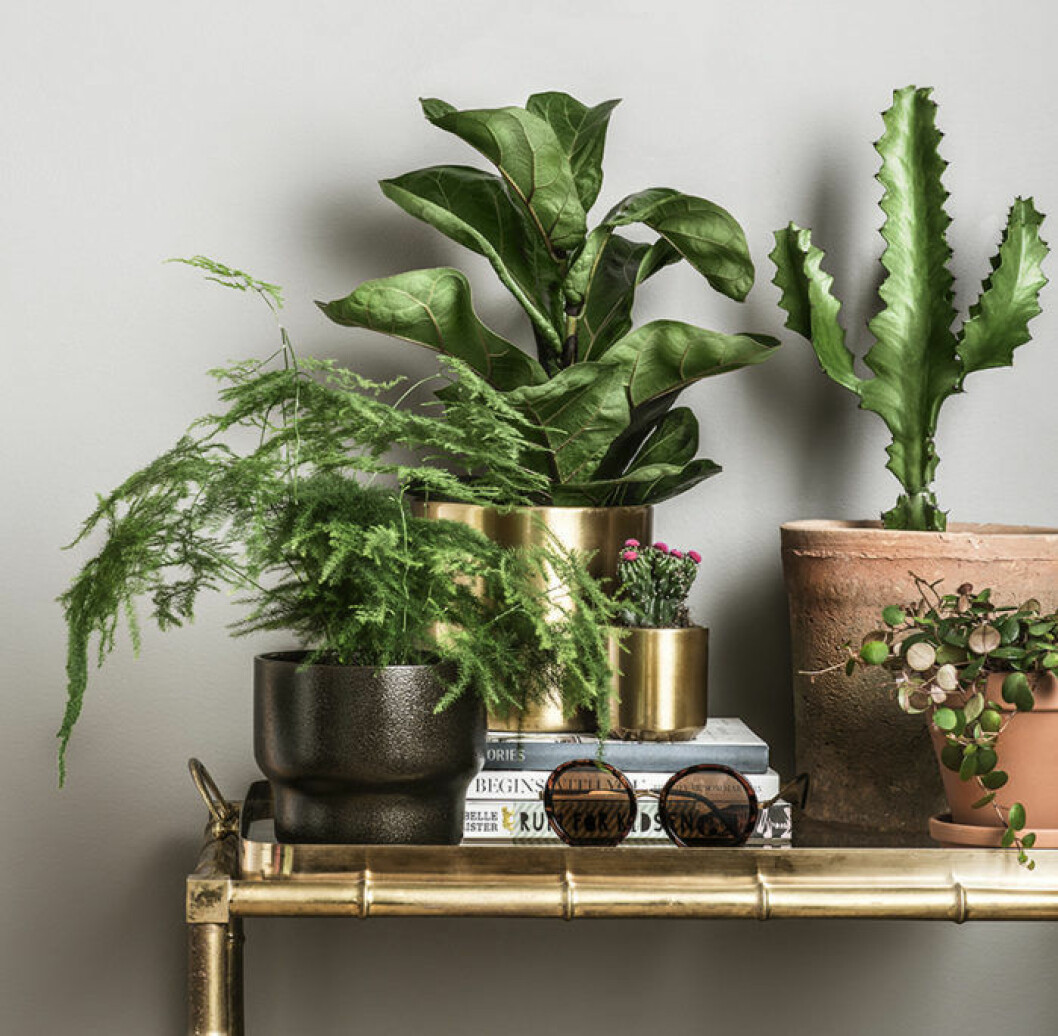 Foto: Plantagen