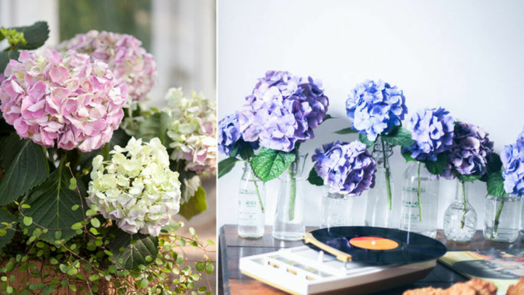 Skötselråd för hortensian hittar du <a href="https://www.elle.se/decoration/skotselrad-hortensia/">här</a>. Foto via: <a href="https://www.elle.se/decoration/skotselrad-hortensia/" target="_blank" rel="noopener">Treasure and travel</a> / Blomsterfrämjandet Hortensior i olika färger