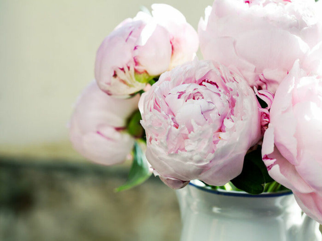Skötselråd för pionbuketter hittar du <a href="https://www.elle.se/decoration/5-tips-sa-haller-pionerna-sig-fina-langre/">här</a>. Foto: Shutterstock Ljusrosa pioner