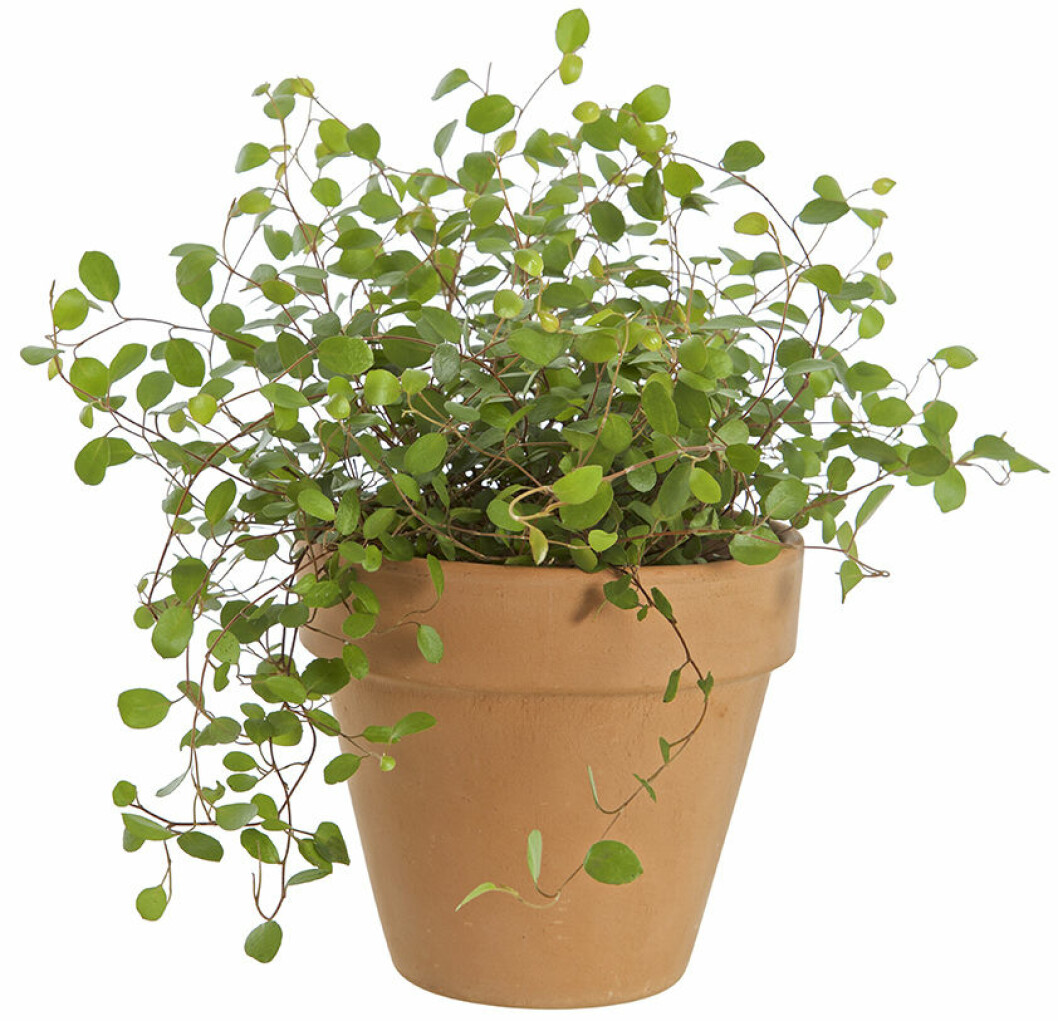 Muehlenbeckia complexa