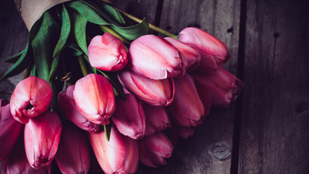 Skötselråd för tulpanbuketten hittar du <a href="https://www.elle.se/decoration/8-tips-for-att-lyckas-med-tulpaner/">här</a>. Foto: Shutterstock Rosa tulpaner
