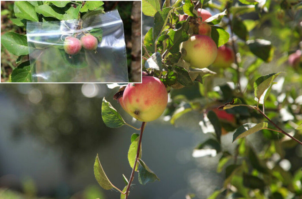Via: Ebay / Foto: Shutterstock Zippåsar skyddar äpplena i trädet