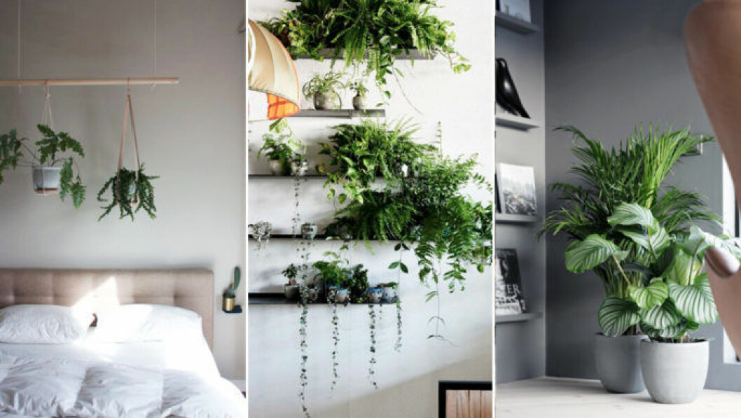 Foto via: <a href="https://www.pinterest.se/pin/26036504075942705/" target="_blank" rel="noopener">Miracle gro</a> / <a href="http://housetodecor.com/2016/beautiful-diy-vertical-garden-ideas/" target="_blank" rel="noopener">House to decor</a> / Nina Holst/<a href="http://stylizimoblog.com/2015/01/13/green-plants/" target="_blank" rel="noopener">Stylizimo</a> Vägghängda växter