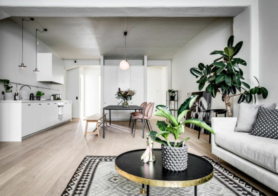 Foto: Henrik Nero för <a href="https://www.instagram.com/alexanderwhitesthlm/" target="_blank" rel="noopener">Alexander White</a>/mäklare: Johan Lövgren Vardagsrum i grå färger, fönsterfikusträd och rosa beetle-stolar från Gubi.