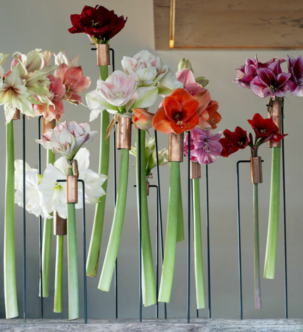 Foto: Flower council Amaryllis i olika färger hängandes i små vaser på rad.