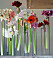 Amaryllis i olika färger hängandes i små vaser på rad.