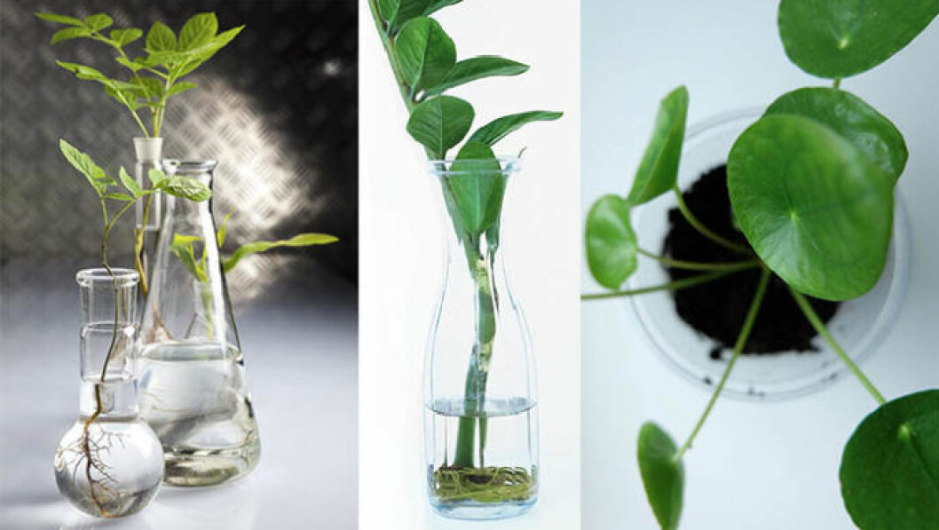 Foto: Shutterstock Sticklingar