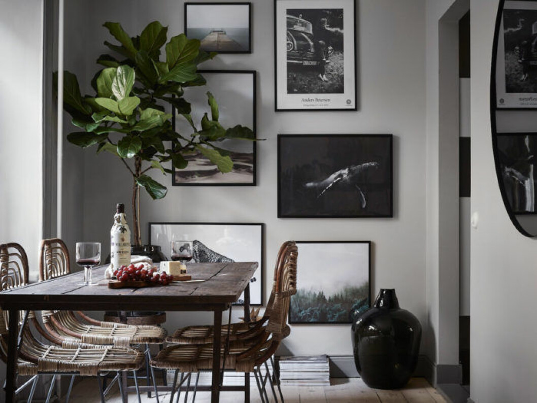 Foto: <a href="https://www.instagram.com/fboukari/" target="_blank" rel="noopener">Fredric Boukari</a> Styling: <a href="https://www.instagram.com/now.interiordesign/" target="_blank" rel="noopener">Now Interior Design</a> för<a href="https://www.instagram.com/historiskahem/" target="_blank" rel="noopener"> Historiska hem</a>/mäklare: Björn Schumacher Scandinavian decoration and ideas. Artwall besides the dining table and ficus lyrata.