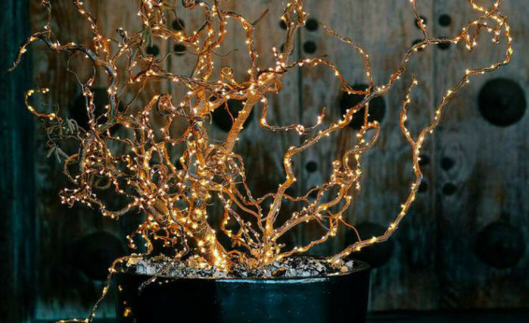 Foto via: <a href="http://www.sunset.com/garden/backyard-projects/outdoor-christmas-decorations#tree-branch-lights" target="_blank" rel="noopener">Sunset</a> Ljusslingor längs kvistarna