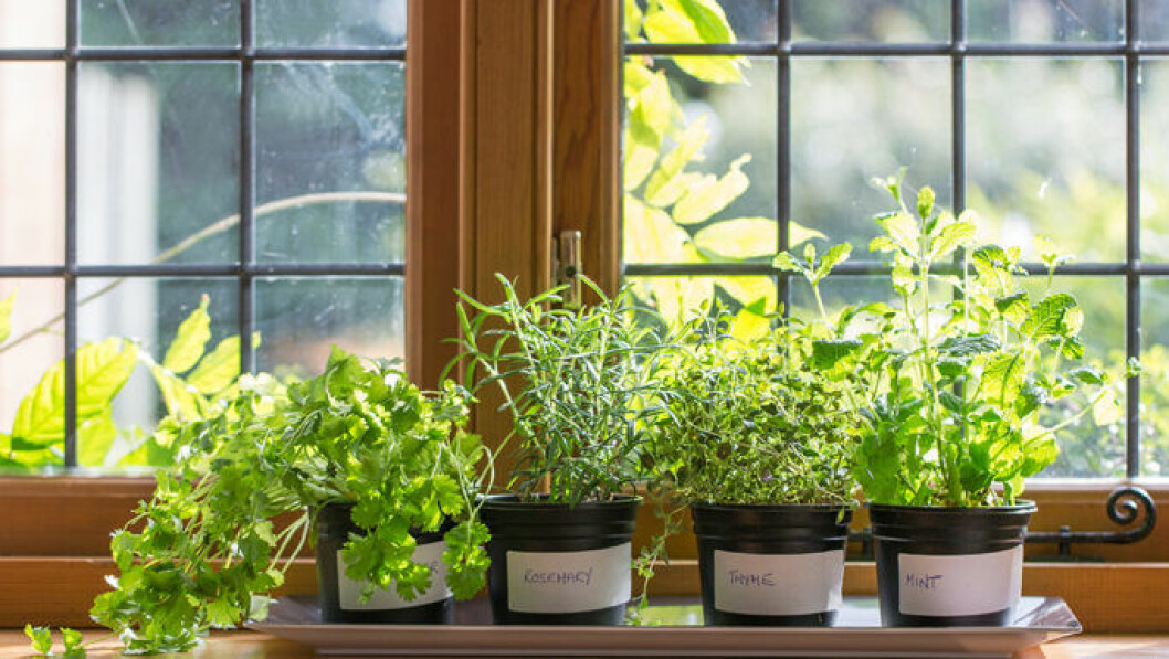Foto: Shutterstock Örter som planteras på fönsterbrädan