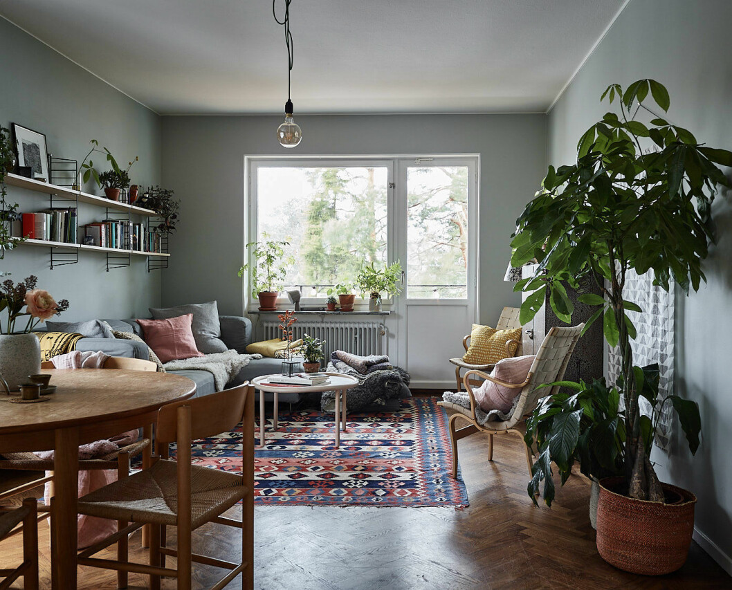 Foto: Fredric Boukari Styling: Lindholm för <a href="https://www.instagram.com/historiskahem/" target="_blank" rel="noopener">Historiska hem</a>/mäklare: Mattias Lantto Livingroom with grey painted walls, colourful rug and green plants and indoor trees.