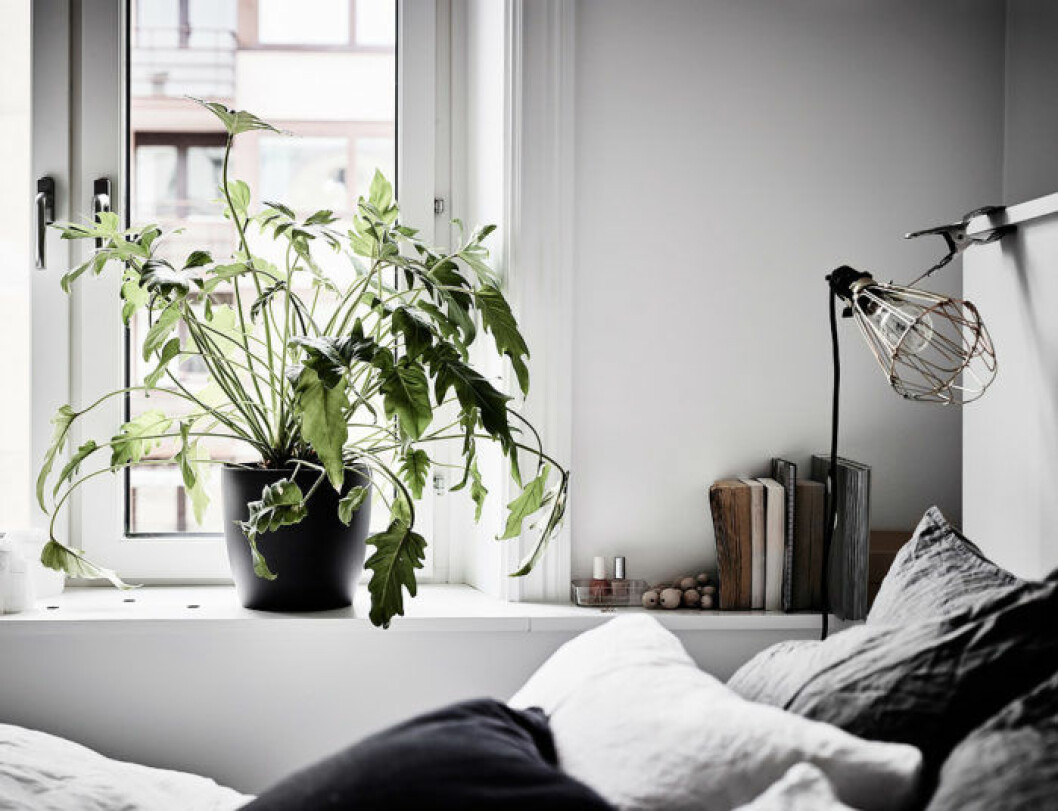 Foto: Anders Bergstedt för <a href="https://www.instagram.com/entrancemakleri/" target="_blank" rel="noopener">Entrance mäkleri</a>/mäklare: Erika Bergholm Sovrum med filodendron och klämspot, worklamp.