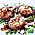 Fylld portabello med pesto, mozzarella och pinjenötter