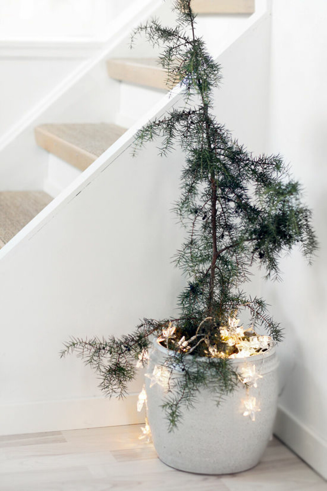 Foto: Nina Holst/Stylizimo Liten rumsgran i en liten kruka