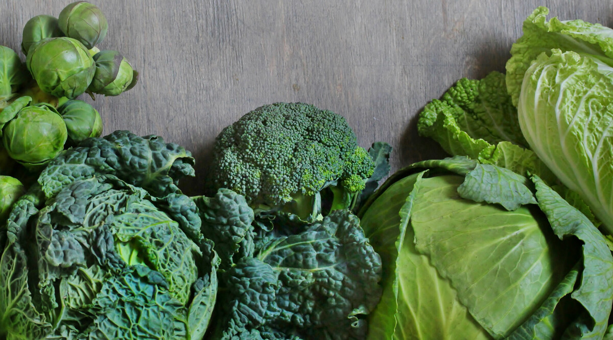 2026 gör kålen storslagen comeback