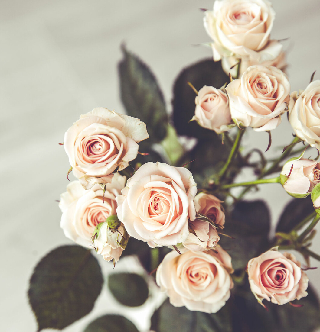 Rosor i blomsterbutiker brukar vara doftfria. Foto: Shutterstock Doftfria rosor brulkar inet orsaka allergiska besvär