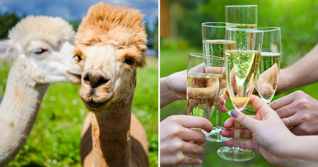 Här kan du klappa alpackor och dricka prosecco! Här kan du klappa alpackor och dricka prosecco!