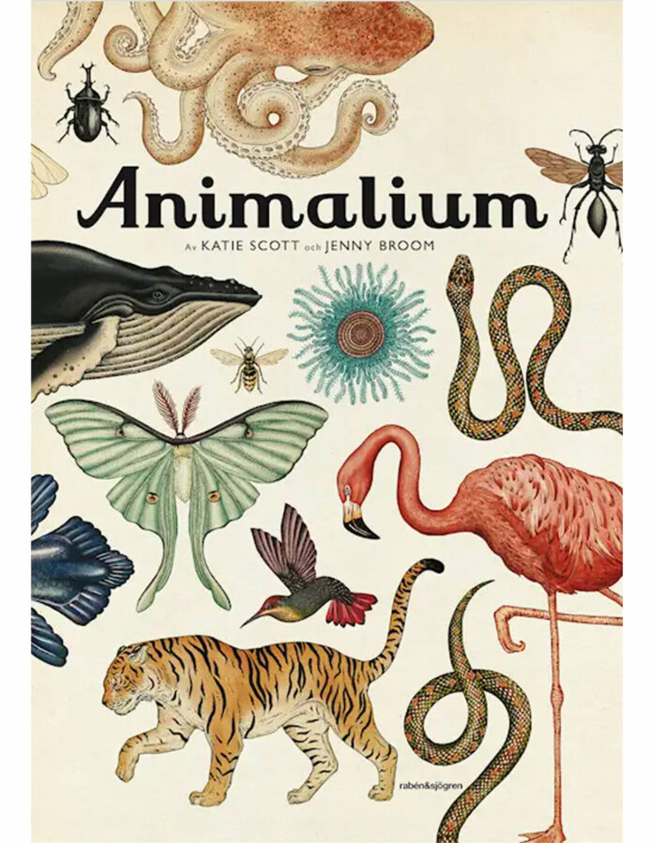 omslag bok animalium Jenny broom och Katie scott