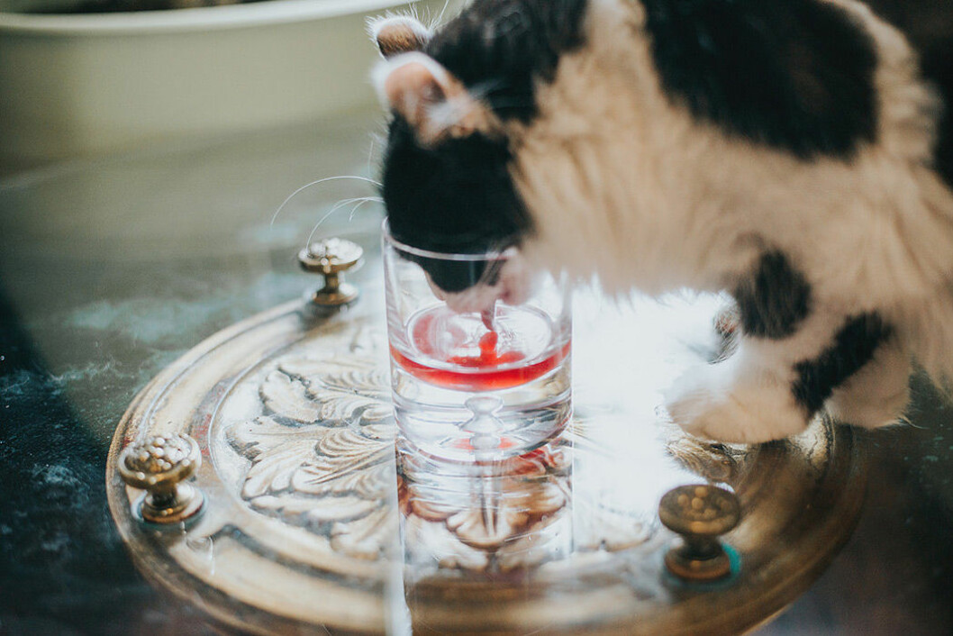 Apollo Peak har lanserat vin med kattmynta för katter. Apollo Peak har lanserat vin med kattmynta för katter.