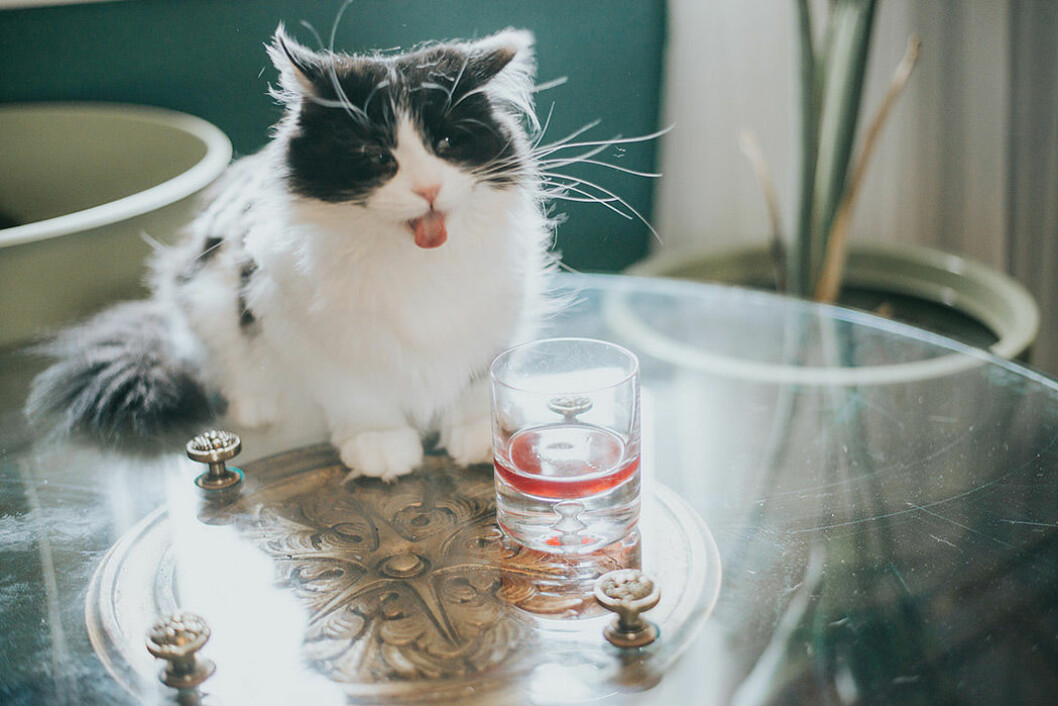 apollo-peak-katt-vin-2
