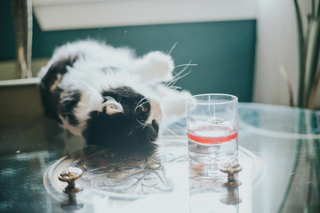 apollo-peak-katt-vin-3