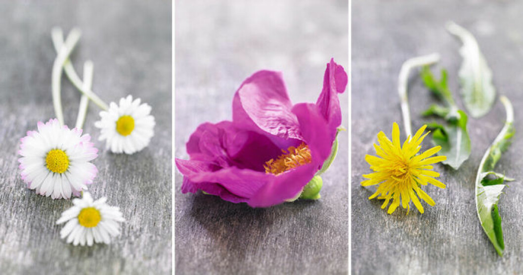 Ätbara blommor. Foto: Ina Agency Ätbara blommor. Foto: Ina Agency